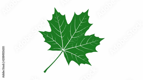 Konstfotografi Green Maple Leaf Detailed Veins Isolated White Background.
