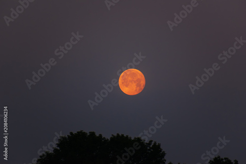 Glowing Orange Full Moon Over Dark Tree Silhouette at Blue Hour