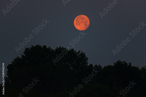 Orange Full Moon Above Forest Tree Silhouettes in Calm Evening Sky