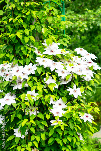 An old English variety of clematis, 'Miss Bateman', on a garden support.