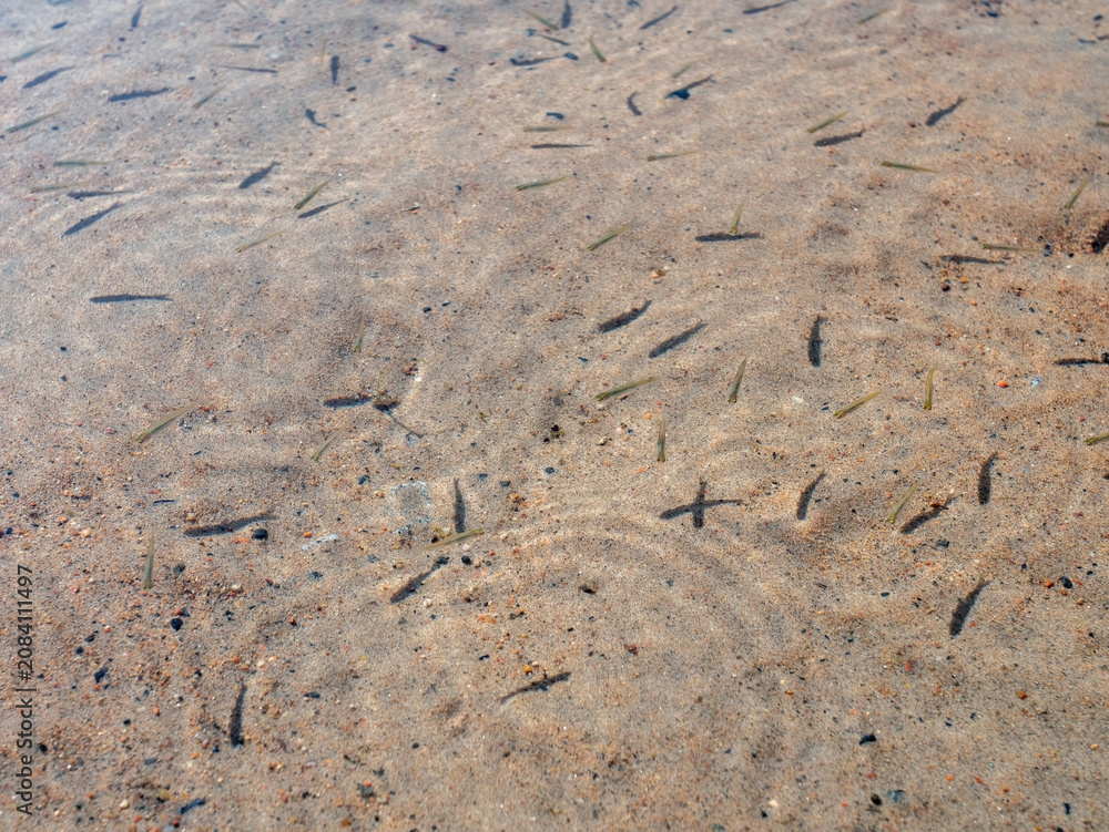 Fototapeta premium School of Small Fish Fry Swimming in Shallow Sandy Beach