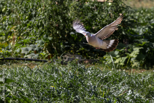 Common Wood Pigeon Flying Over Green Garden Vegetation with Wings Spread in Natural Habitat