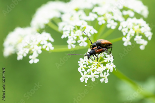 Bild auf Leinwand copulating stenurella melanura, belonging to long-horned beetles, longicorn beet