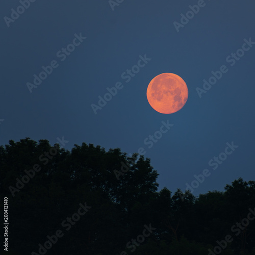 Full orange moon rising above dark trees in deep blue twilight sky