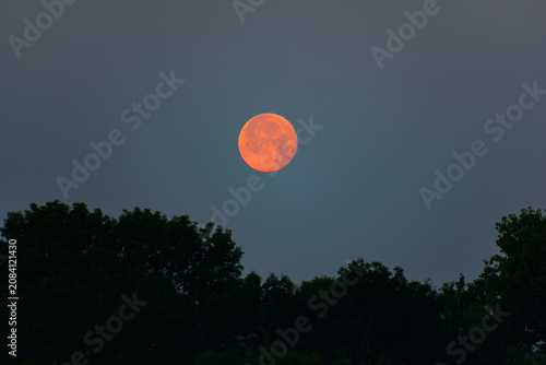 Bright Orange Full Moon Above Forest Silhouettes in Clear Evening Sky