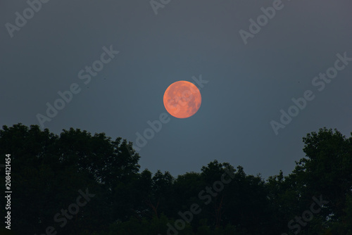 Full orange harvest moon over dark green forest at twilight dusk sky