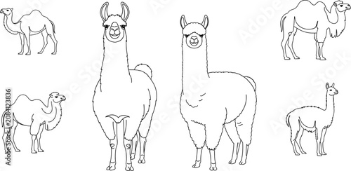 Tableau sur toile Camel, Llama, and Alpaca Icon Set with Front and Side View Poses in Camelid Outl