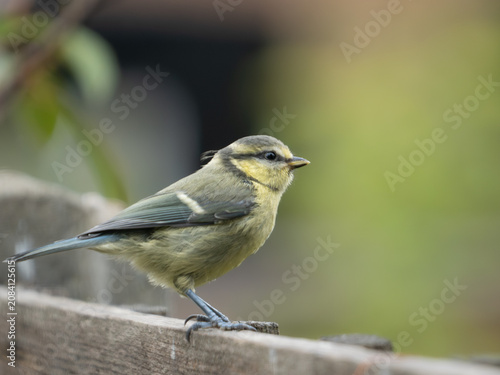 фотографія Juvenile blue tit (Cyanistes caeruleus) on garden fence, London, England