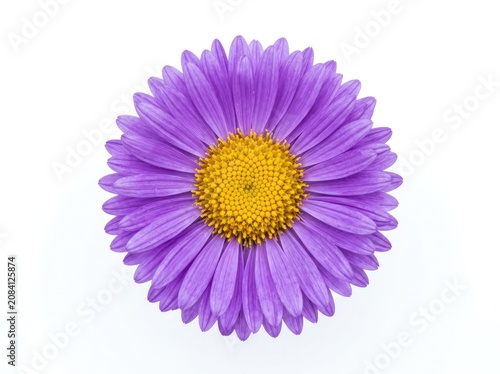 A vibrant purple aster flower with a bright yellow center, isolated on a clean white background