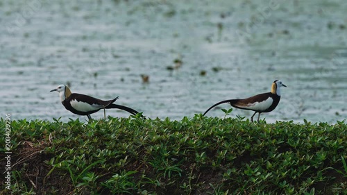 Two Pheasant tailed jacana in Taiwan wetlands