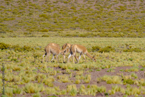 Canvas Print Chilean Atacama Andes wildlife scenery