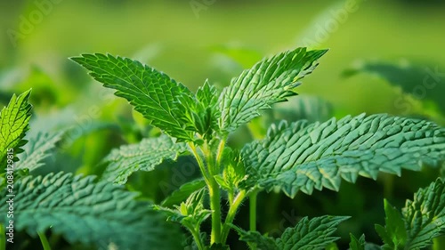 Timelapse of lush green plants swaying gently in a vibrant field on a breezy day