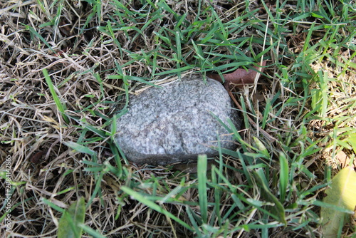 Φωτογραφία Isolated grey stone in a grassy patch