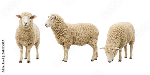 Schilderij op canvas Three domestic sheep shown in different natural poses, including front view, side profile, and grazing position, isolated on a clean white background
