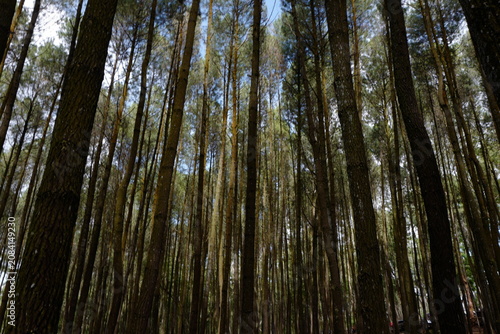 Blurry images, captivating low-angle view of a dense pine forest featuring tall, slender tree trunks stretching dramatically toward the sky.