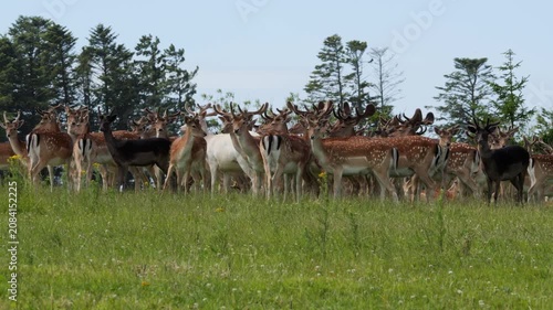 Large herd of fallow deer grazing on a green meadow