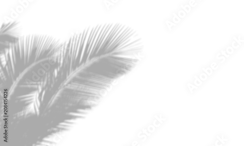 Soft tropical palm leaf shadow cast on transparent background