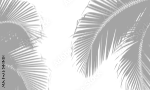 Soft grey palm leaf shadows cast on transparent background