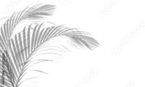 Soft palm tree leaf silhouette casted on transparent background