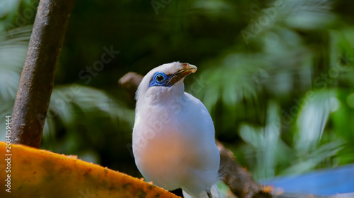 Φωτογραφία Jalak Bali is commonly known as the Bali myna, Bali starling, or Rothschild's mynah