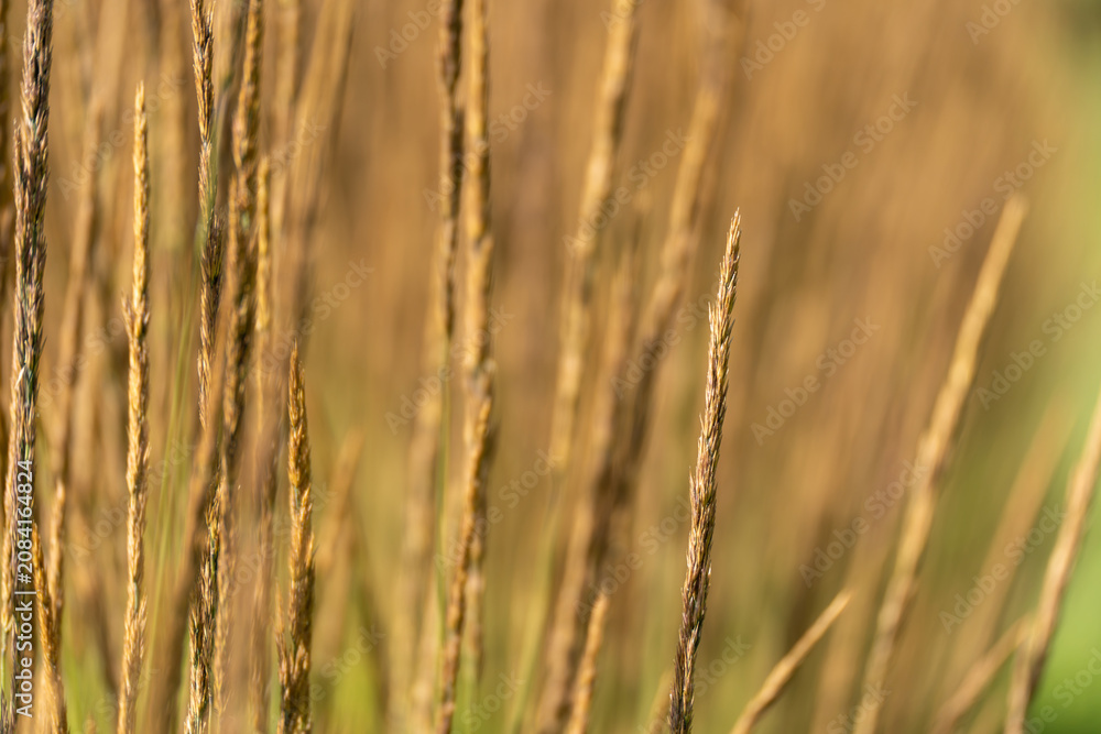 Obraz premium Golden grass stalks stand sharply against a creamy blurred background. Minimal composition emphasizes natural texture and summer light.