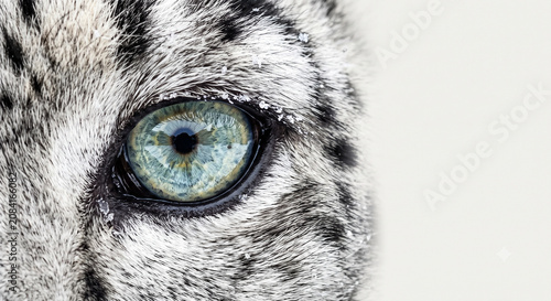 Creative Close-up of snow leopard eye, blue feline eye, wild animal gaze, furry texture 2k
