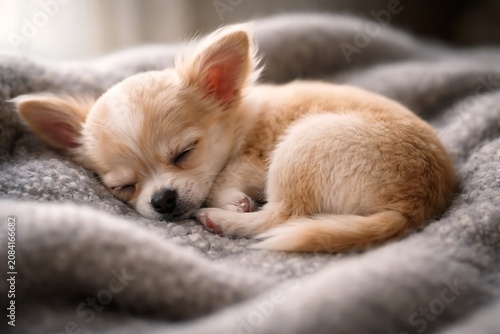 Tiny chihuahua puppy sleeping curled up on soft grey blanket