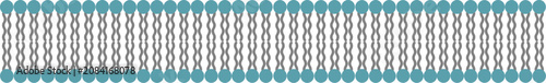 Fotografía Cell Membrane Phospholipid Bilayer Structure Vector Diagram