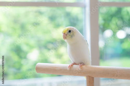 Cute pastel yellow and white Forpus parrotlet tilting its head while perched on a wooden stand indoors with soft natural window light.