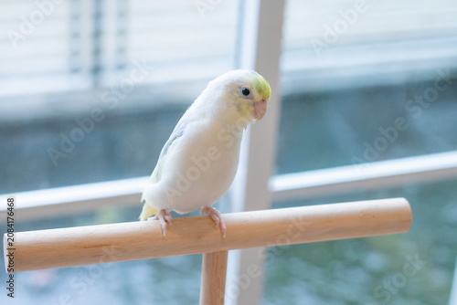 Beautiful pastel yellow and white Forpus parrotlet perched on a wooden T-stand indoors by the window with soft natural light.