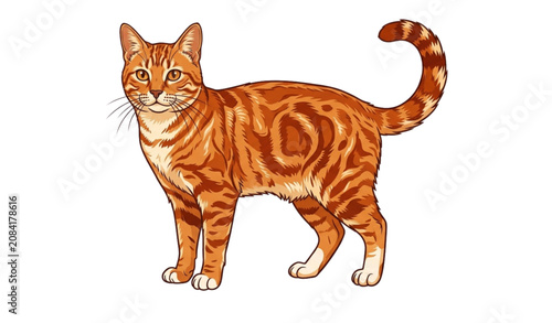 Photos Vibrant orange tabby cat illustration