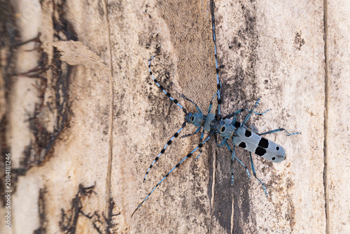 Valokuva copulating Rosalia longicorn (Rosalia alpina) on a Sycamore tree