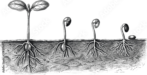 Konstfotografi Vintage Botanical Engraving Style Vector Illustration Showing Plant Germination