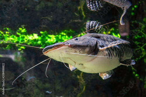 Fotografía Redtail Catfish in the water tank