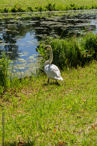White swan near a tiny creek