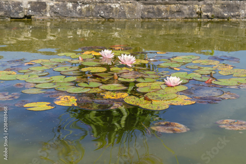 water lily flowers blooming on pond