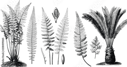Canvastavla Vintage Monochrome Botanical Fern and Cycad Palm Illustration Set with Detailed