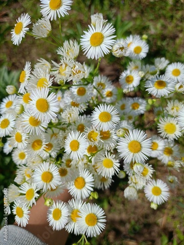 daisies in a garden