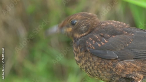 Young blackbird (turdus merula) drinks water from pond on scorching day.