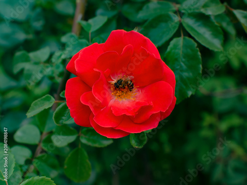 Close view of a red rose with a bee on a sunny day in a garden setting