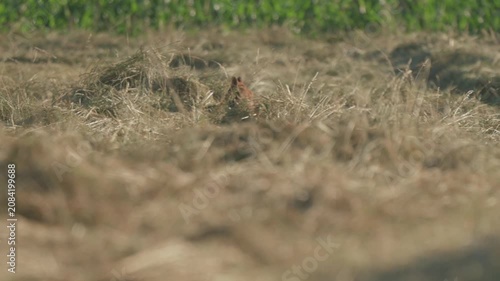 Red fox (vulpes vulpes) sets off hunting in a meadow during day