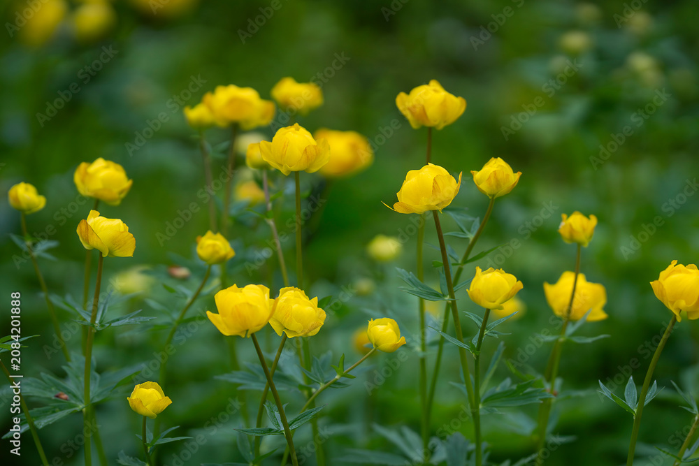 Fototapeta premium Like tiny lanterns lighting the meadow, European globeflowers sway gently in the spring breeze. European globeflowers (Trollius europaeus) blooming in a lush spring meadow.