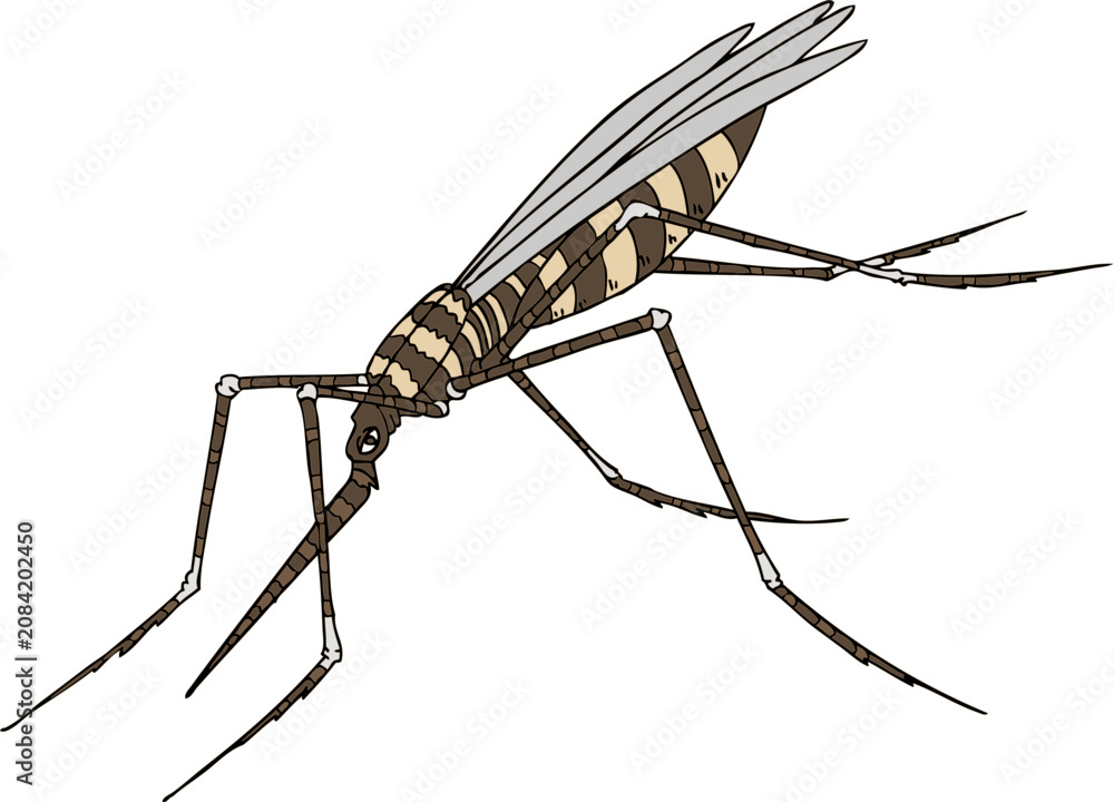 Foto Mosquito vector illustration with striped body pattern