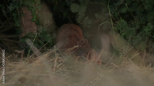 Red fox (vulpes vulpes) stands near bushes in field during day