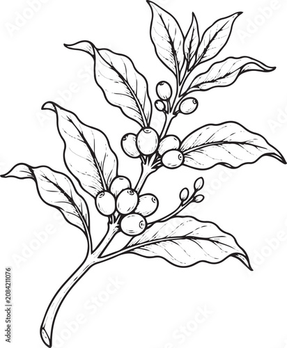 Coffee Plant Branch with Green Coffee Berries