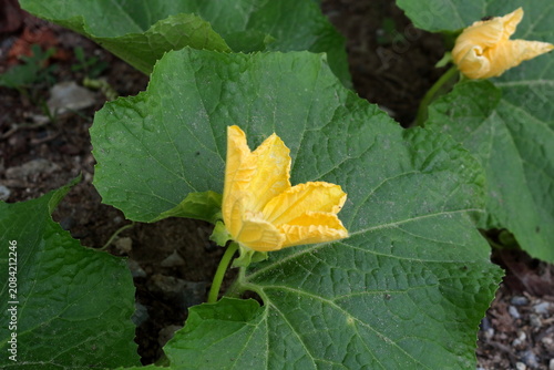 Close up beside view yellow flower Benincasa hispida or White gourd blooming and green leaves background with detail blade. Another name Winter melon, Winter gourd, Wax gourd, Ash gourd.