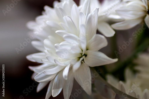 beautiful delicate white fragile chrysanthemum petals on a blurred background