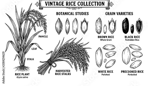 Φωτογραφία Vintage Hand Drawn Rice Grain and Plant Botanical Engraving Vector Collection fo