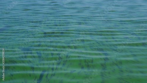 Cuadro en lienzo Ecology.Bloom of river lake water in summer