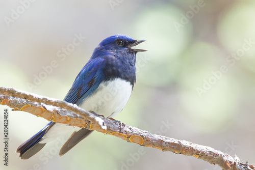 Foto 枝に留まってさえずるオオルリ(Blue-and-white Flycatcher)雄